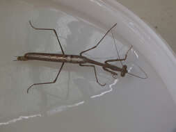 Image of Archimantis