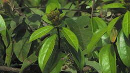 صورة Dasyphyllum lanceolatum (Less.) Cabrera