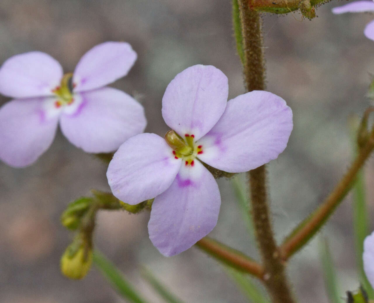 Image of Stylidium laricifolium Rich.