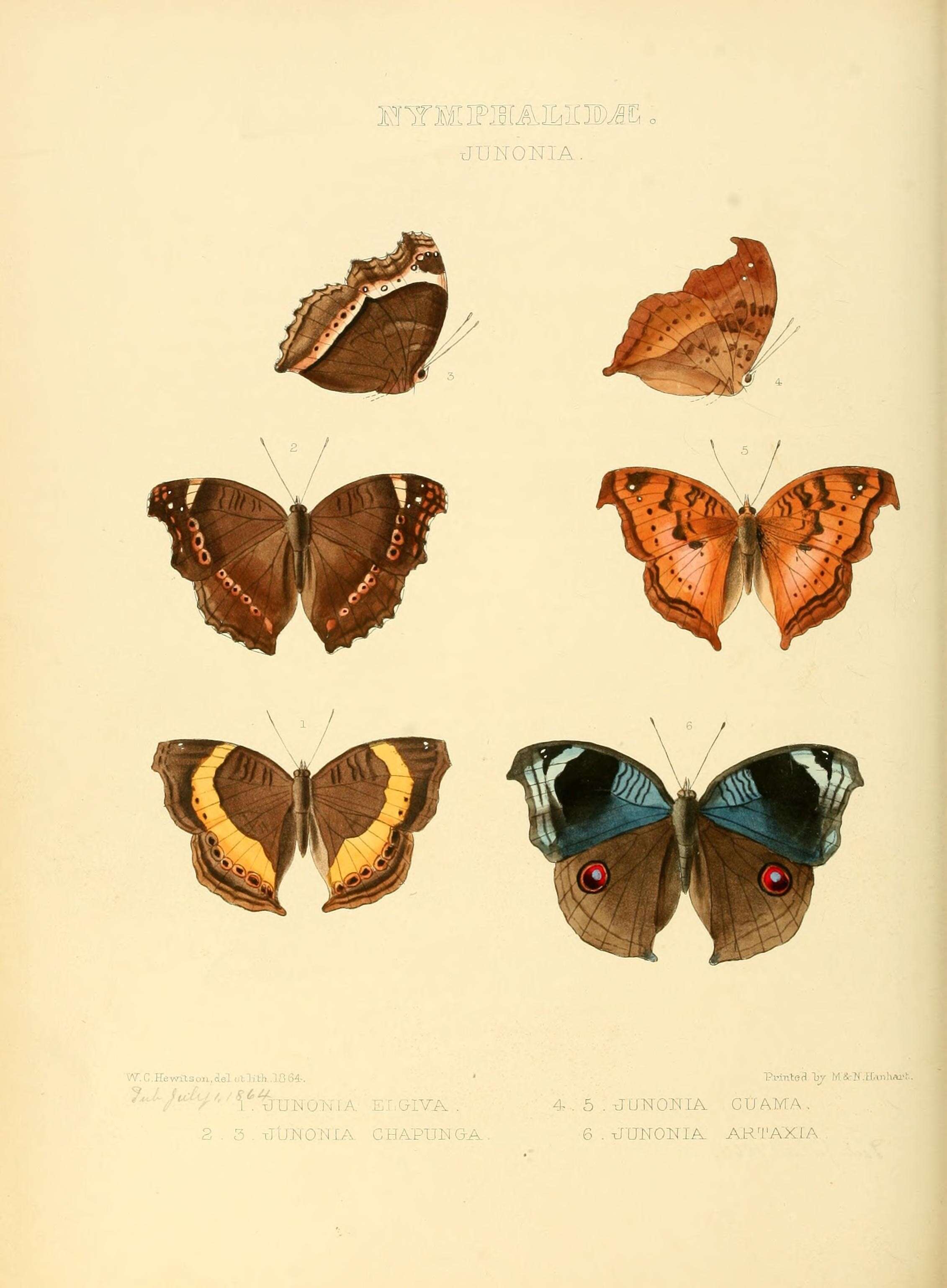 Image of Junonia artaxia Hewitson 1864