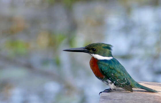 Image of Green Kingfisher