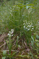 Image of cephalanthera