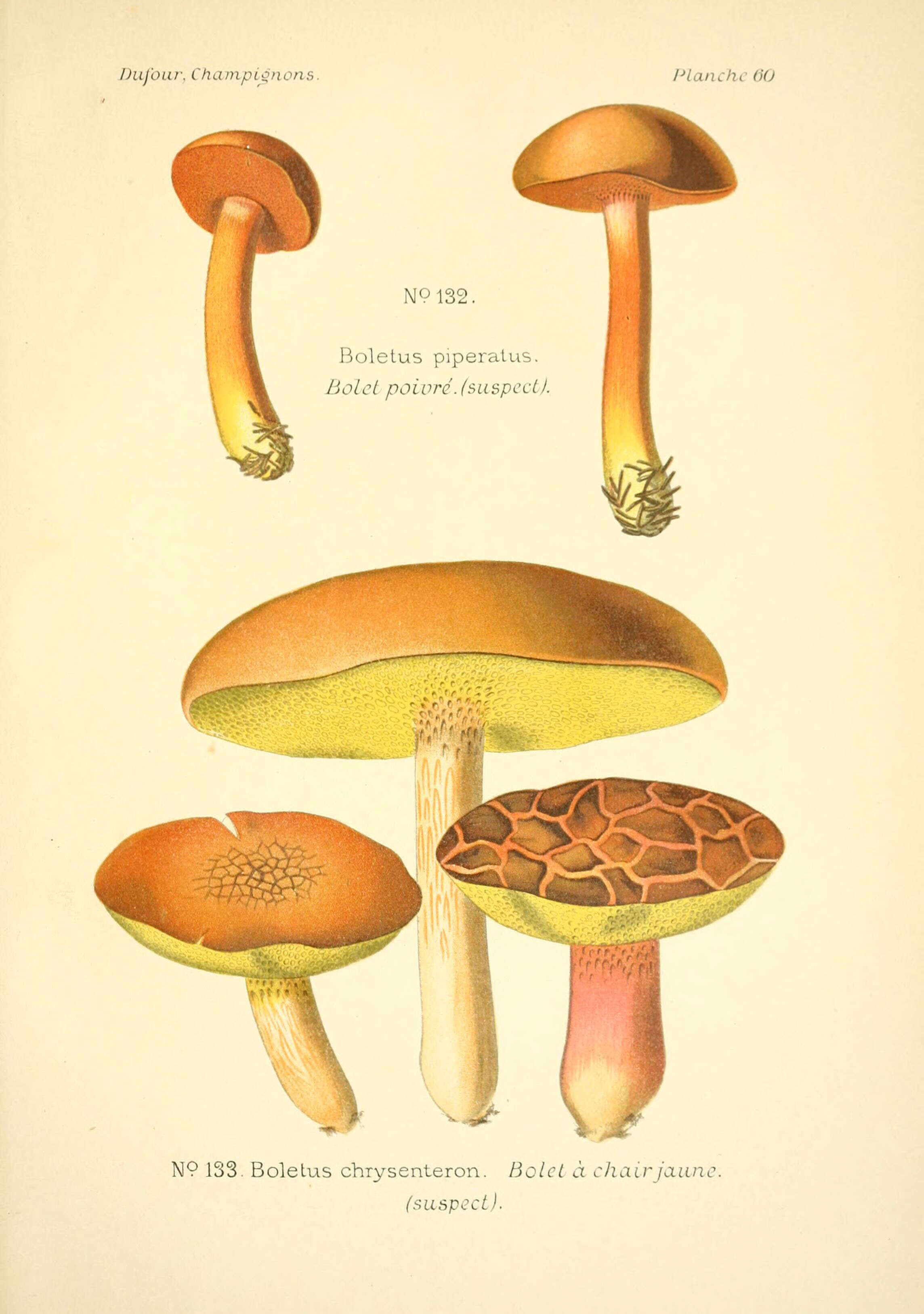 Image of Chalciporus