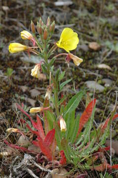 Imagem de Oenothera fallax Renner