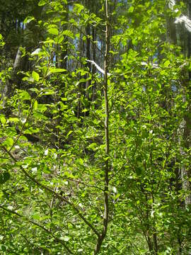 Image of Arizona alder