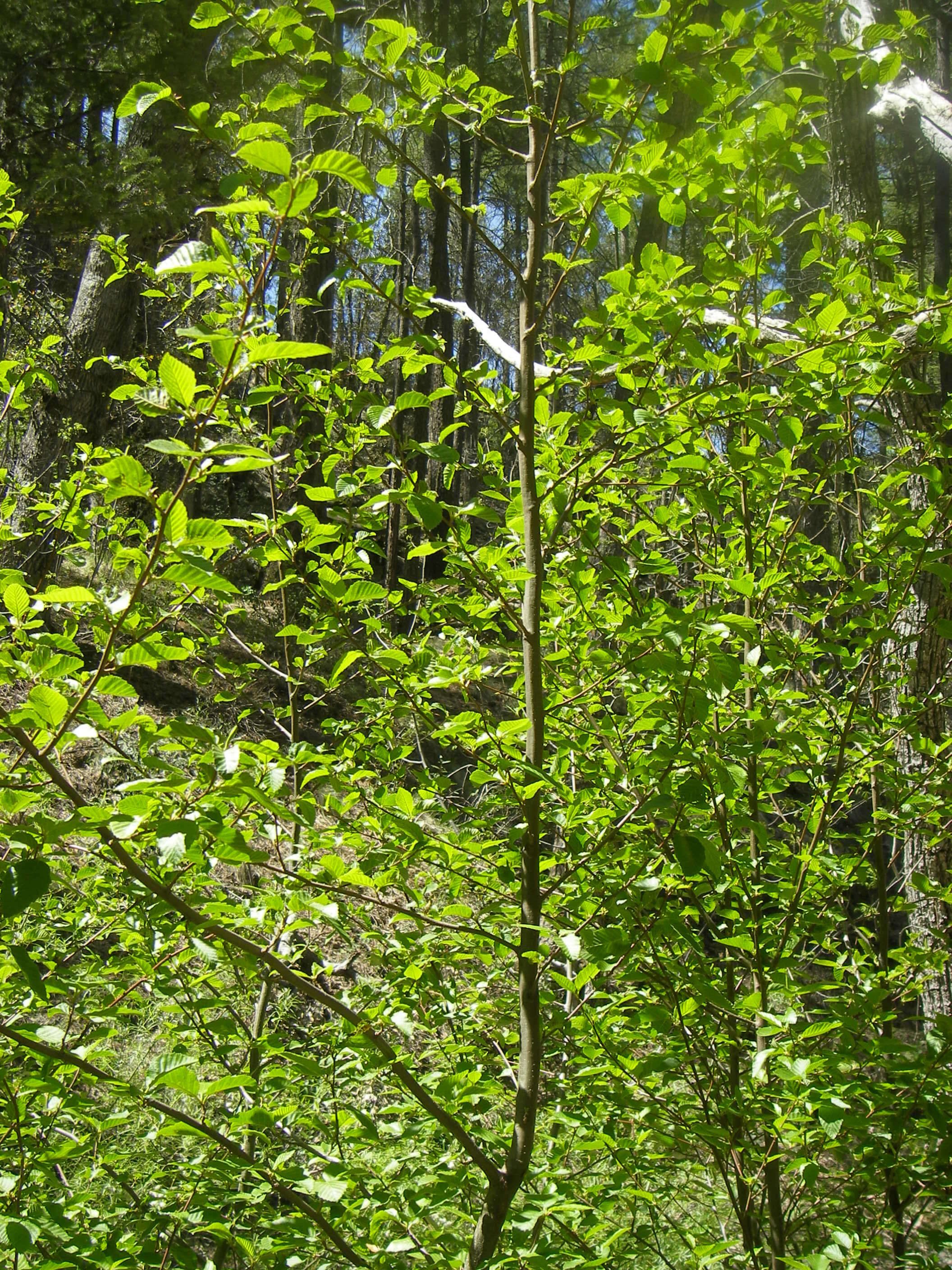 Sivun Alnus oblongifolia Torr. kuva