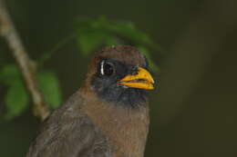 Image of Masked Trogon