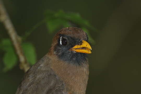 Image of Masked Trogon