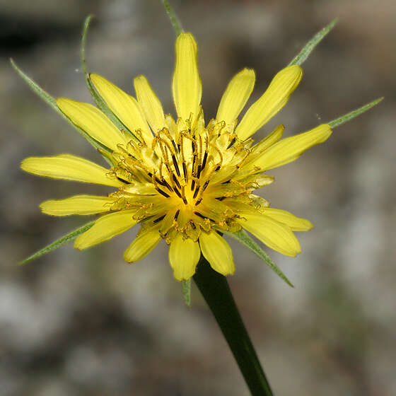 Image of goatsbeard