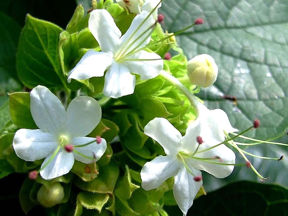 Clerodendrum chinense (Osbeck) Mabb. resmi