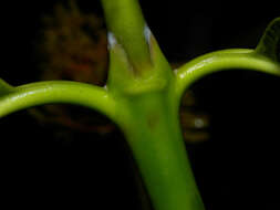 Palicourea guianensis Aubl.的圖片