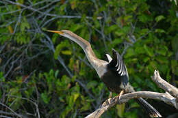 Image of anhingas and darters