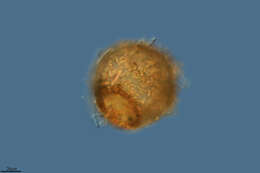 Image of Protist