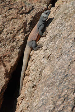 Image of Common Chuckwalla