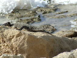 Image of monitor lizards