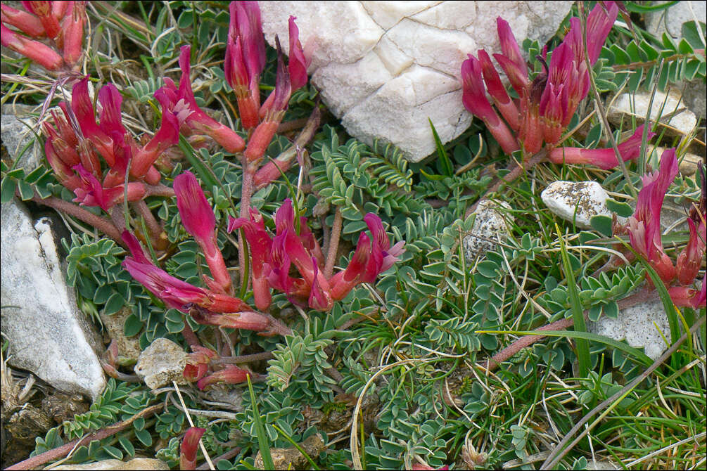 Image of Astragalus monspessulanus subsp. illyricus (Bernh.) Chater