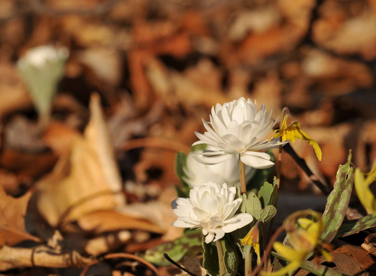 Image of bloodroot