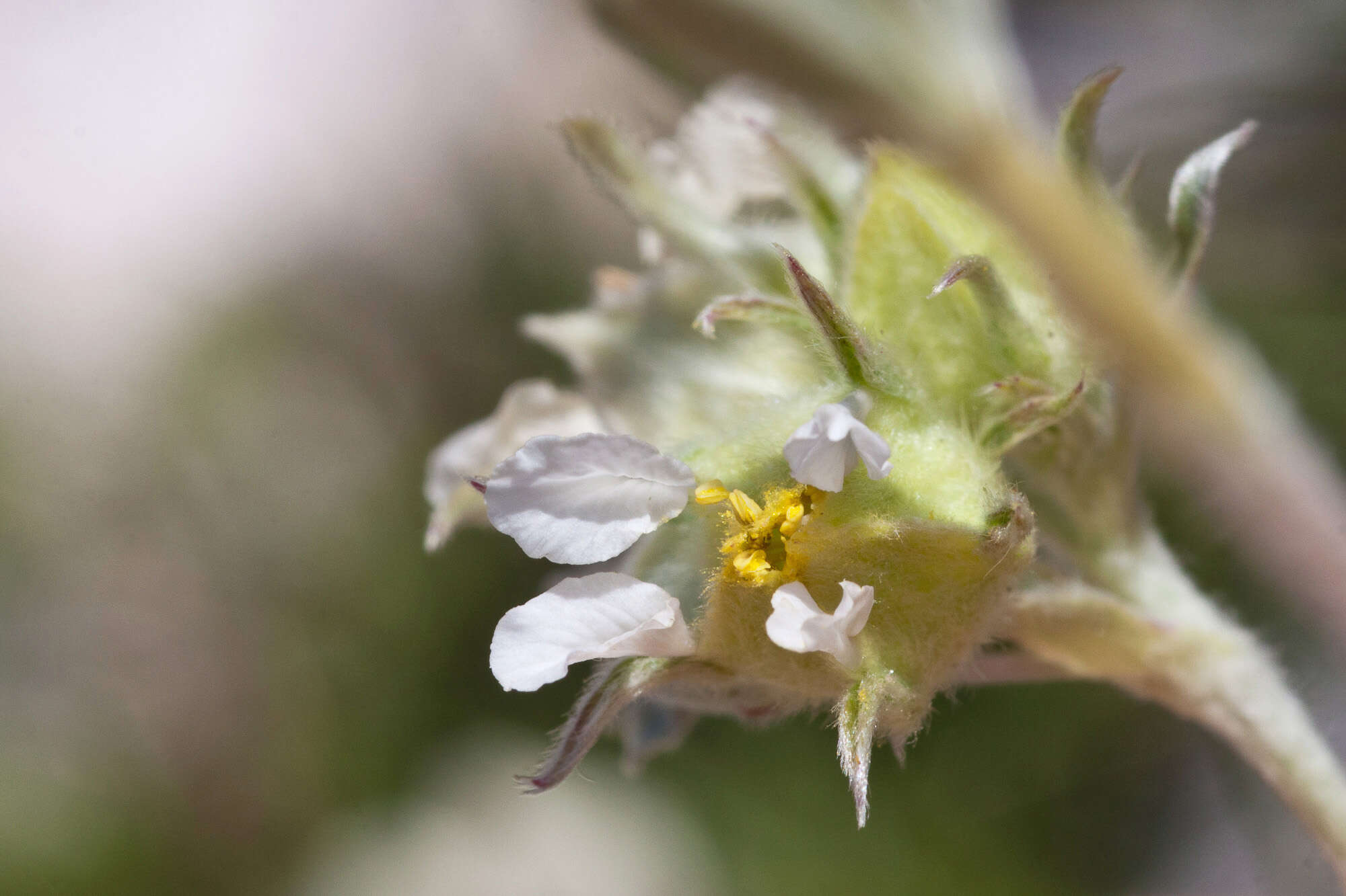 Image of Potentilla apennina Ten.