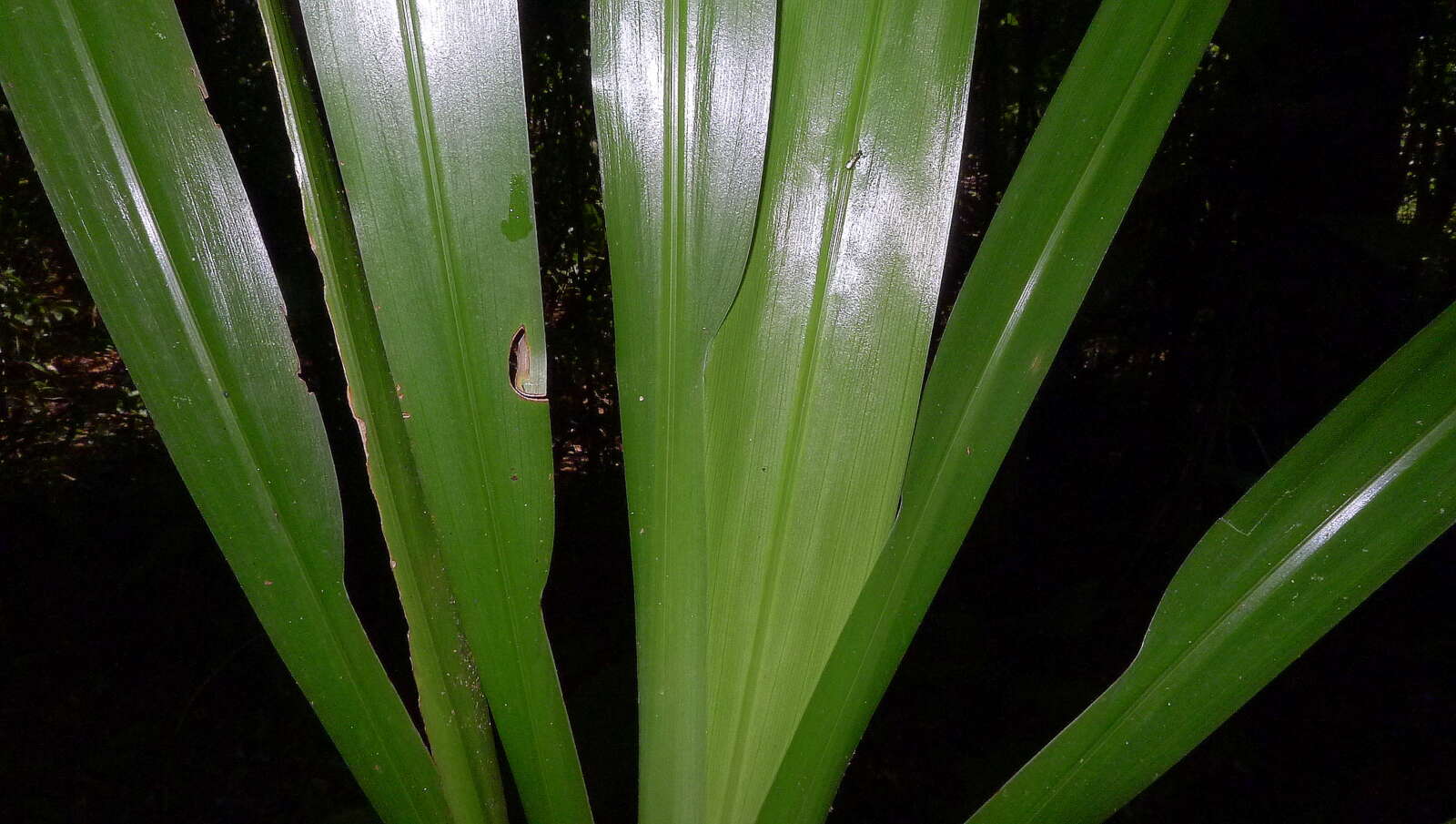 Image of Neomarica portosecurensis (Ravenna) Chukr