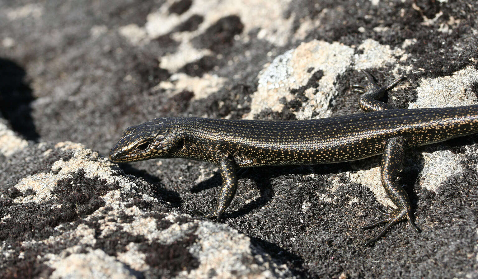 Image of Alpine Cool-skink