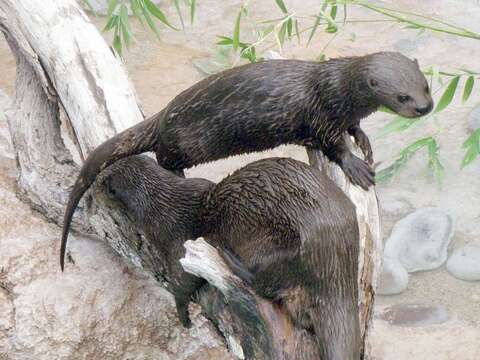 Image of Spotted-necked otter