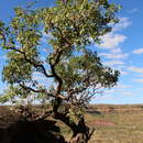 Слика од Eucalyptus brachyandra F. Müll.
