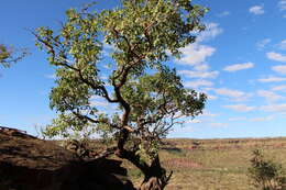 Image of Eucalyptus brachyandra F. Müll.