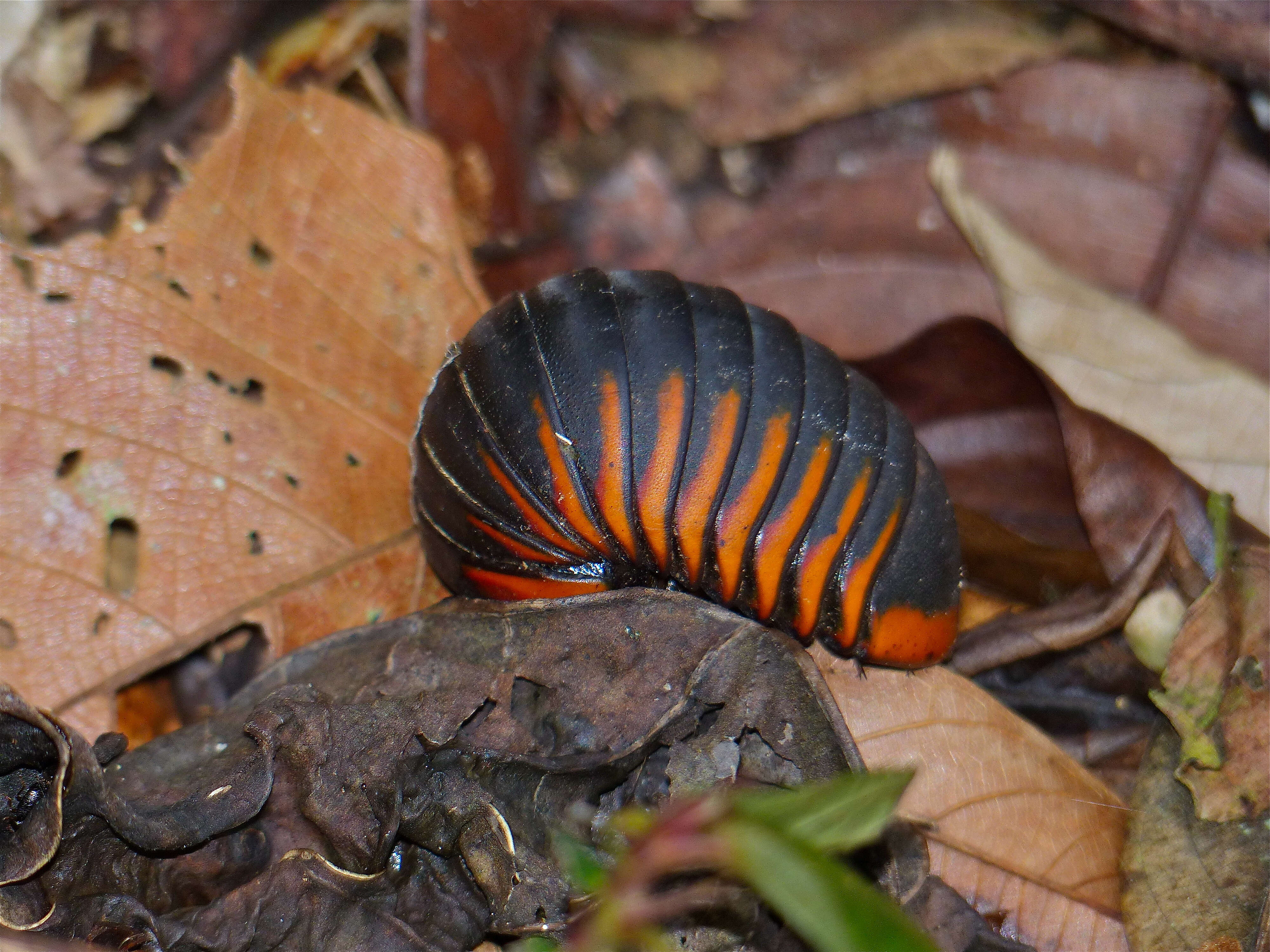 Image of Giant pill millipedes