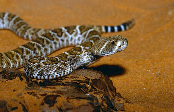 Image of Western Diamond-backed Rattlesnake