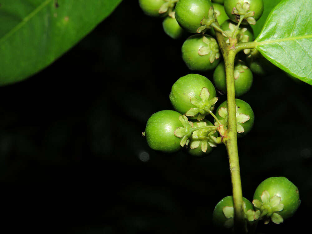 Image de Phyllanthus skutchii Standl.