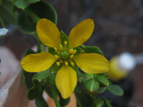 Roepera apiculata (F. Müll.) Beier & Thulin的圖片