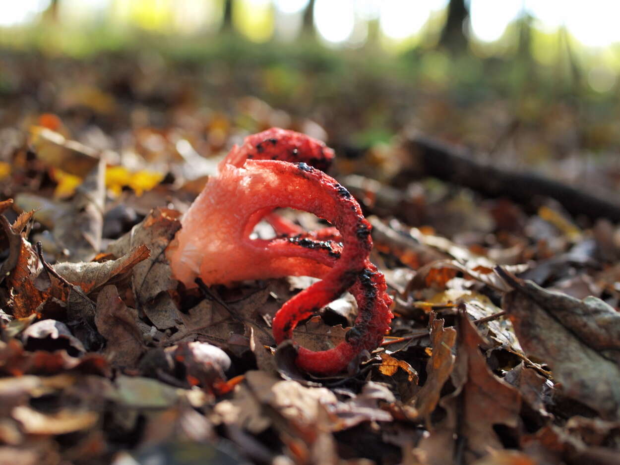 Imagem de Clathrus archeri (Berk.) Dring 1980