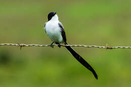 Image of Fork-tailed Flycatcher