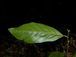 Image of Styrax glabratus Schott