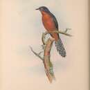 Image of Chestnut-breasted Cuckoo