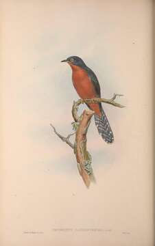 Image of Cacomantis Müller & S 1843