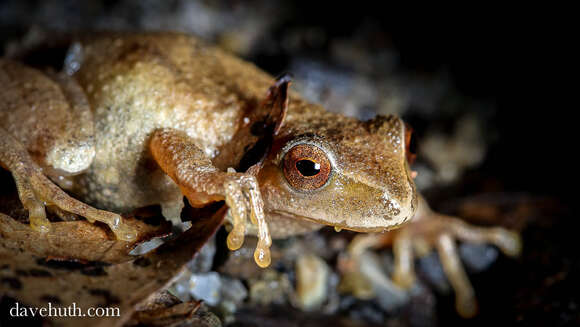 Image of Spring Peeper