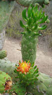 Image of Austrocylindropuntia