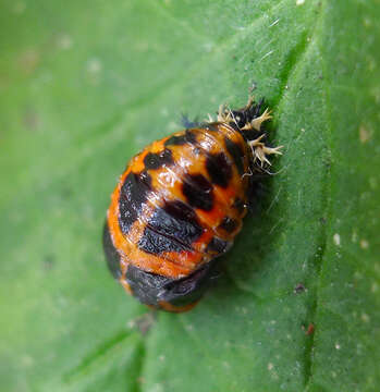 Image of Harmonia axyridis (Pallas 1773)