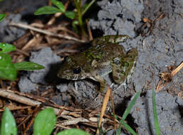 Image of Asian Brackish Frog