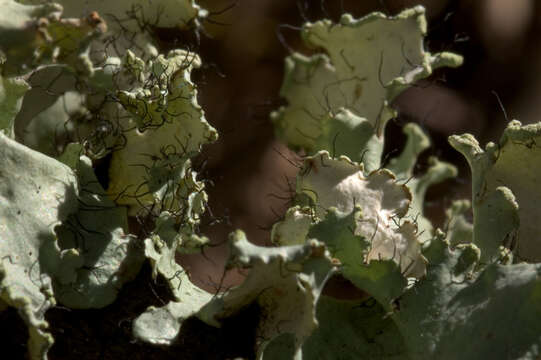 Image of parmotrema lichen