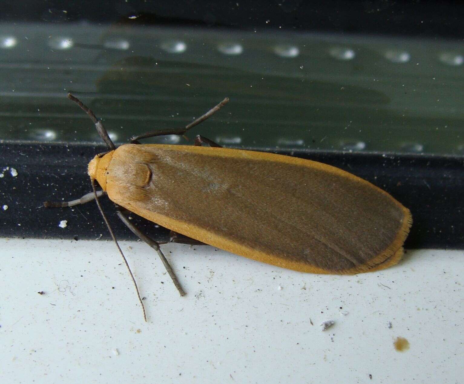 Image of buff footman