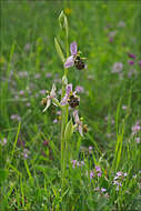 Ophrys scolopax subsp. cornuta (Steven) E. G. Camus resmi