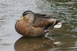 Image of Common Mallard