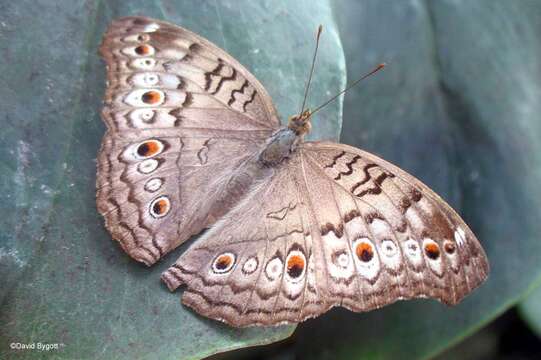 Image of Grey Pansy Butterfly