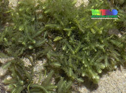 Image of caulerpa