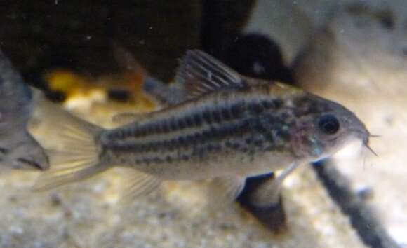 Corydoras elegans Steindachner 1876 resmi