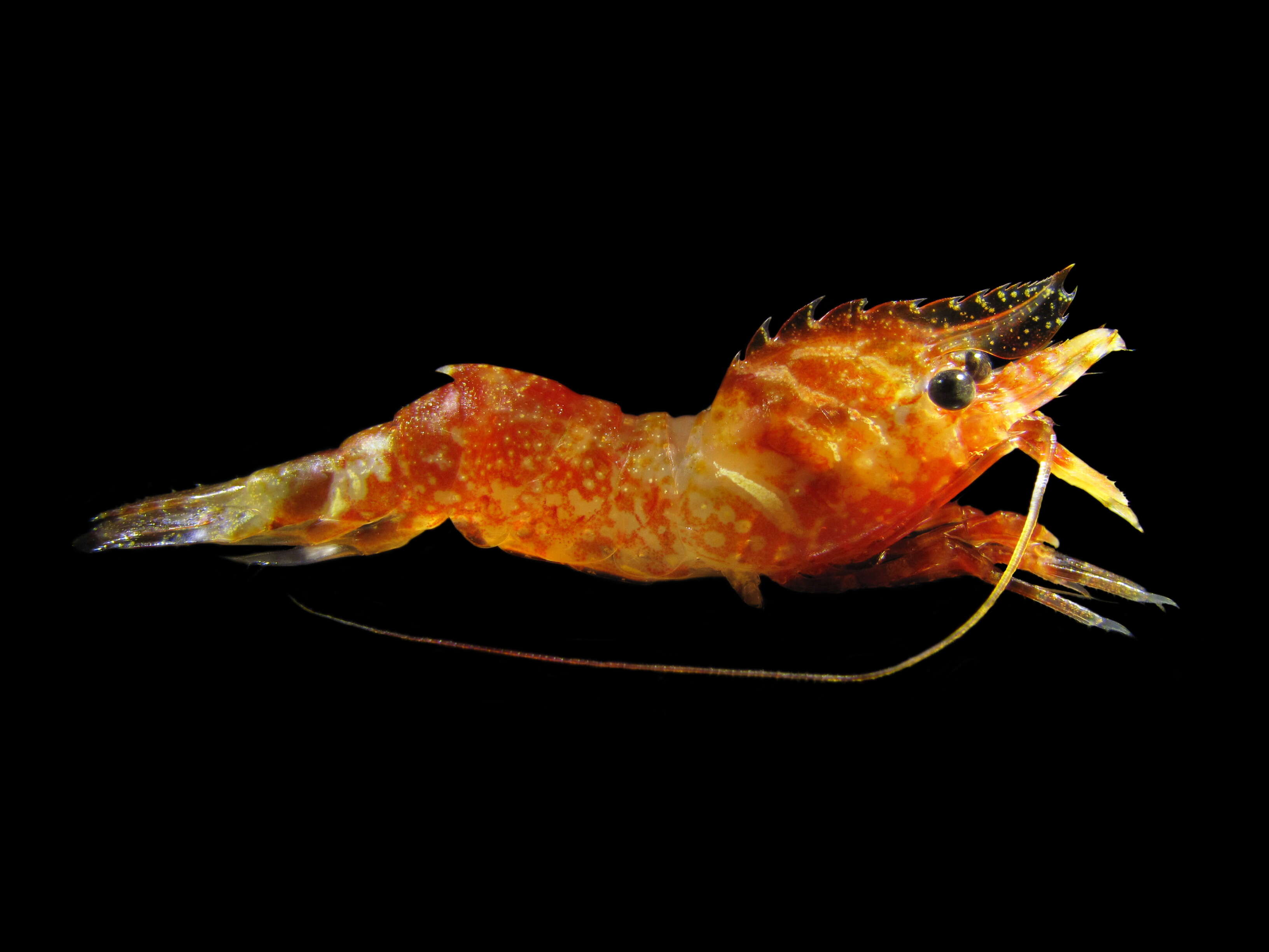 Image of parrot bladed shrimp