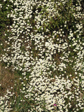 Plancia ëd Anaphalioides bellidioides (G. Forst.) D. Glenny