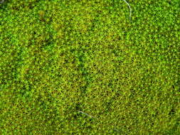 Image of pleurochaete moss